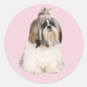 シーズー（犬）のTzuのステッカー ラウンドシール