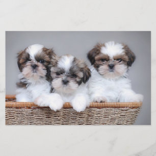 シーズー（犬）のTzuの子犬 便箋