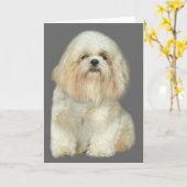 シーズー(犬)のTzuの挨拶状 カード (黄色い花)