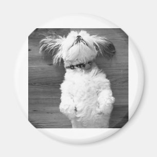 シーズー(犬)のTzuの昼寝 マグネット