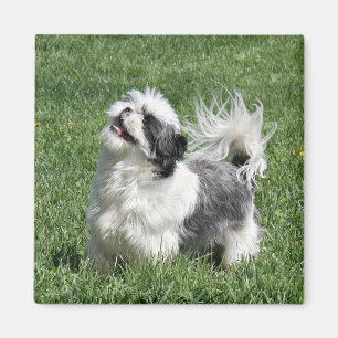 シーズー(犬)のtzuの遊ぶこと マグネット