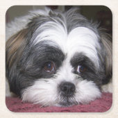 シーズー(犬)のTzu犬 スクエアペーパーコースター (正面)