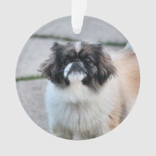 シーズー(犬) オーナメント