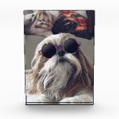 シーズー(犬)クールTzuロングヘアヴィンテージサングラス写真 フォトブロック (正面)