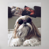 シーズー（犬）クールTzuロングヘアヴィンテージサングラス写真 ポスター (正面)
