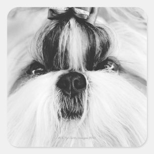 シーズー(犬) スクエアシール