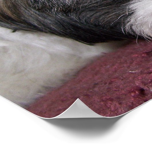 シーズー(犬)ズドッグ ポスター (角)