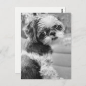 シーズー（犬）タウ女の子はがき ポストカード (正面/裏面)