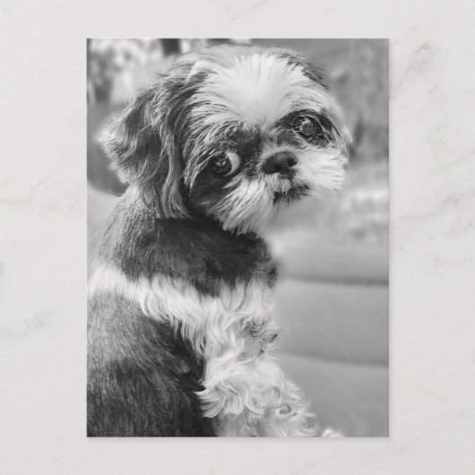 シーズー（犬）タウ女の子はがき ポストカード (正面)