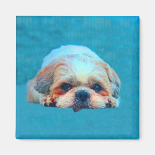 シーズー（犬）ツドッグウォーターカラーアートポートレート マグネット (正面)