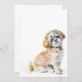 シーズー（犬）ツードッグ招待状 招待状 (正面/裏面)