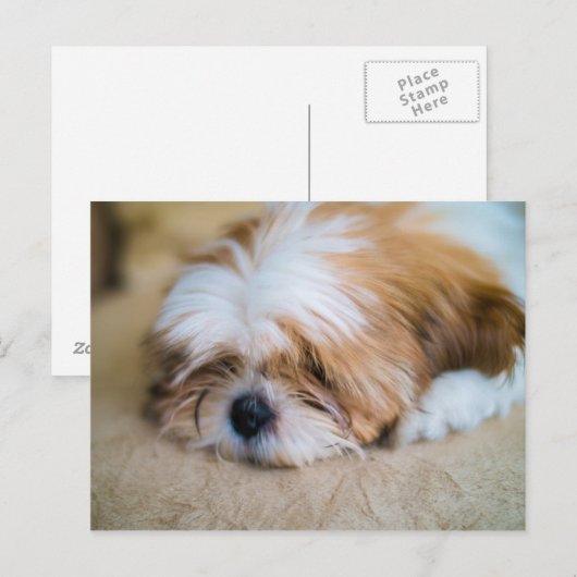 シーズー（犬） ポストカード (正面/裏面)