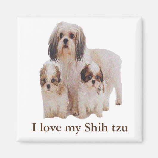 シーズー(犬) マグネット (正面)