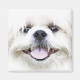 シーズー(犬) マグネット