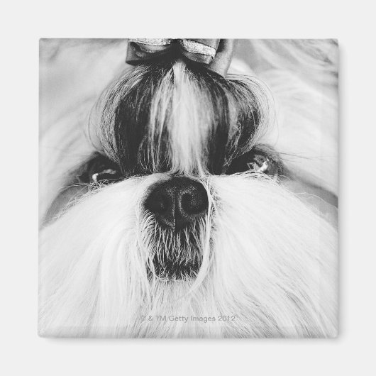シーズー(犬) マグネット (正面)