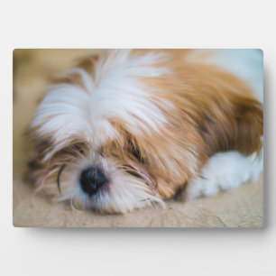 シーズー(犬)図 フォトプラーク