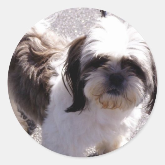 シーズー（犬）津子犬ステッカー ラウンドシール (正面)