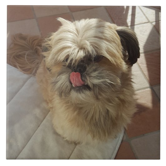 シーズー（犬）津犬の陶芸瓦 タイル (正面)