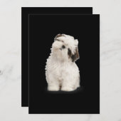 シーズー（犬）津|シーズー（犬）ズワンちゃんの贈り物 サンキューカード (正面/裏面)