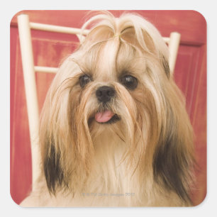 シーズー（犬）犬 スクエアシール