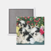 シーズー（犬）Tj磁石 マグネット (正面/裏面)