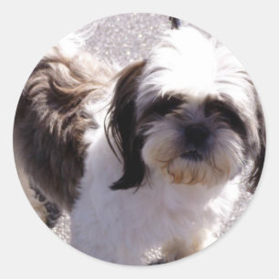 シーズー(犬) Tsuの子犬のステッカー ラウンドシール