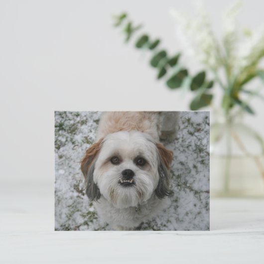 シーズー（犬）Tzuかわいい愛らしい犬のホリデークリスマス シーズンカード (スタンド正面)