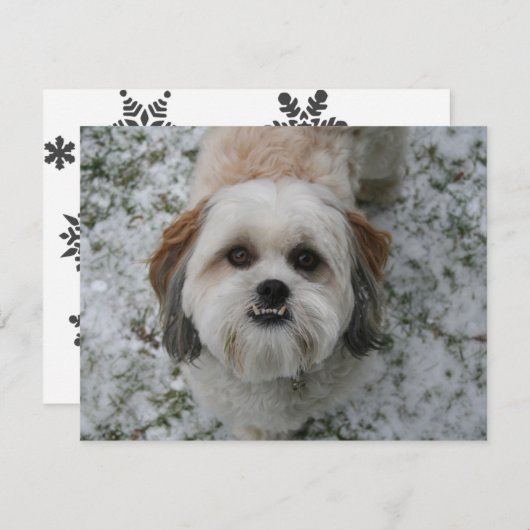 シーズー（犬）Tzuかわいい愛らしい犬のホリデークリスマス シーズンカード (正面/裏面)