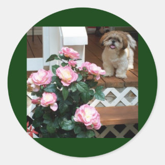 シーズー（犬）Tzuと春の花 ラウンドシール