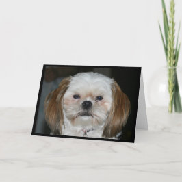 シーズー(犬)Tzuは私のバレンタイン! シーズンカード