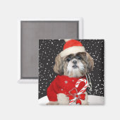 シーズー(犬)Tzuクリスマスマグネット マグネット (正面/裏面)