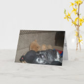 シーズー（犬）Tzuコンパシーカード カード (黄色い花)