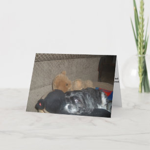 シーズー（犬）Tzuコンパシーカード カード