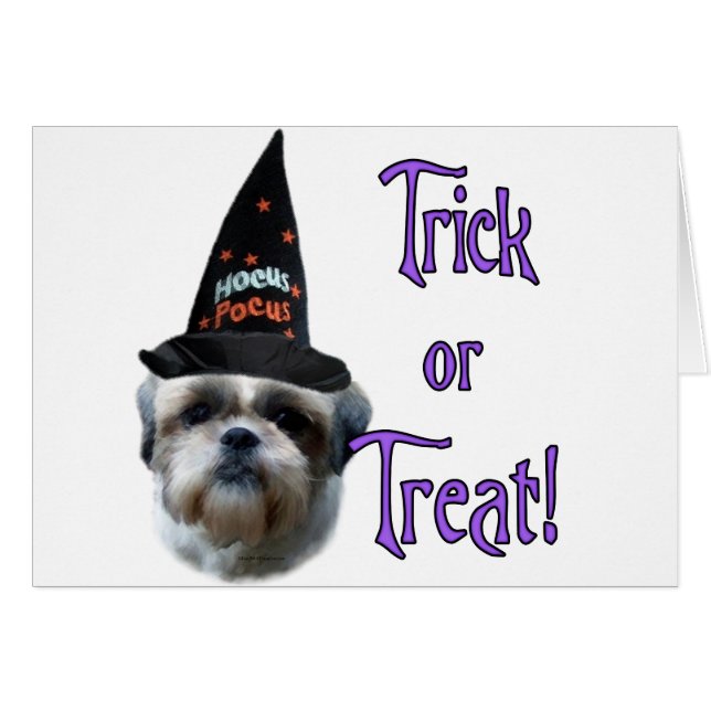 シーズー（犬）Tzuトリック (正面横)