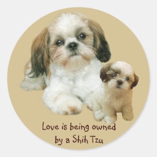 シーズー（犬）TZUバディのステッカー ラウンドシール