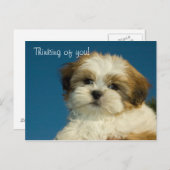 シーズー(犬)Tzuワン考えピー"あなたの" PostCard ポストカード (正面/裏面)
