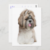 シーズー(犬)Tzu子犬 – 愛、こんにちは、考えあなたの ポストカード (正面/裏面)