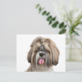 シーズー（犬）Tzu子犬 – Hello Love, 考えs of You ポストカード (スタンド正面)