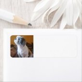 シーズー(犬)_Tzu座る.png ラベル (インサイチュ)