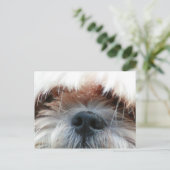 シーズー（犬）tzu犬の子犬かわいい顔写真ギフト ポストカード (スタンド正面)