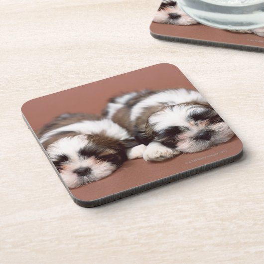 シーズー（犬） Tzu コースター (左側)