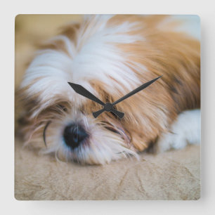 シーズー(犬) Tzu スクエア壁時計