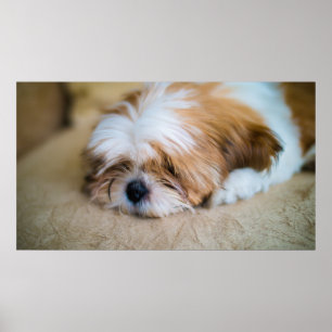シーズー(犬) Tzu ポスター
