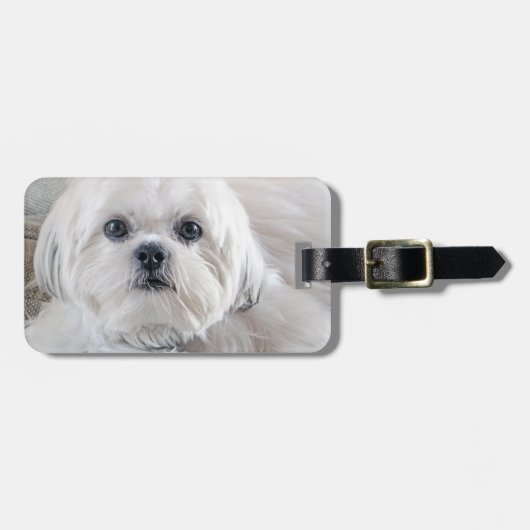 シーズー（犬） Tzu ラゲッジタグ (正面横)