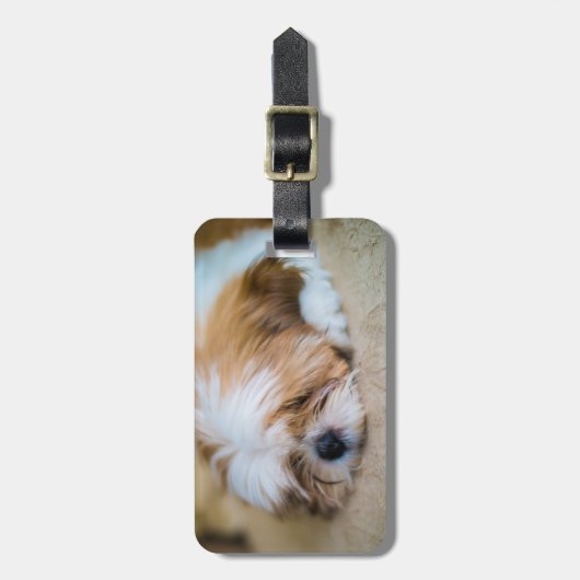 シーズー（犬） Tzu ラゲッジタグ (正面縦)