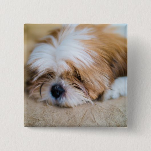 シーズー(犬) Tzu 缶バッジ (正面)