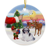 シーズー（犬）Tzu (A)を治療する