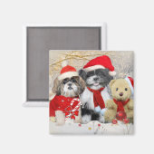 シーズー(犬)Tzu & Teddy Bearクリスマスカード マグネット (正面/裏面)
