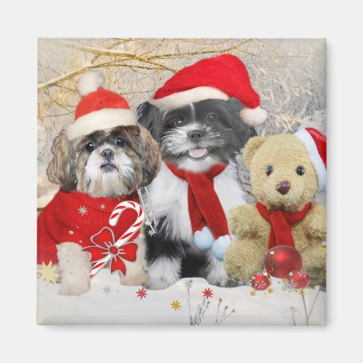 シーズー(犬)Tzu & Teddy Bearクリスマスカード マグネット (正面)