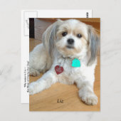 シーズー(犬)TzuX名Lizポストカード ポストカード (正面/裏面)